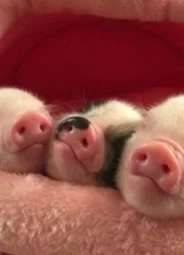 VIPIGS